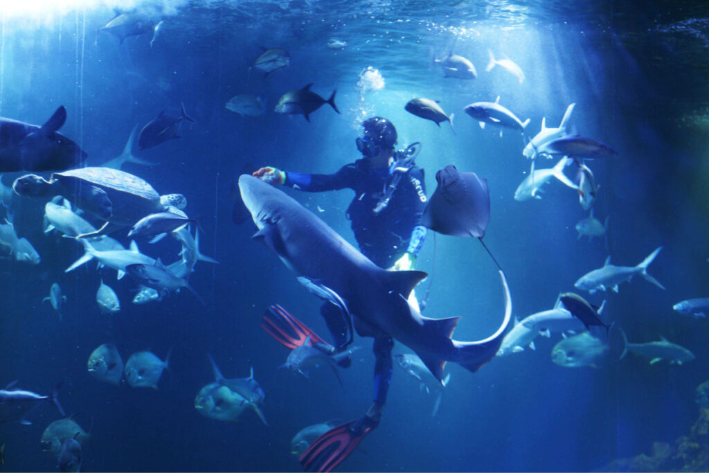 aquarium utama