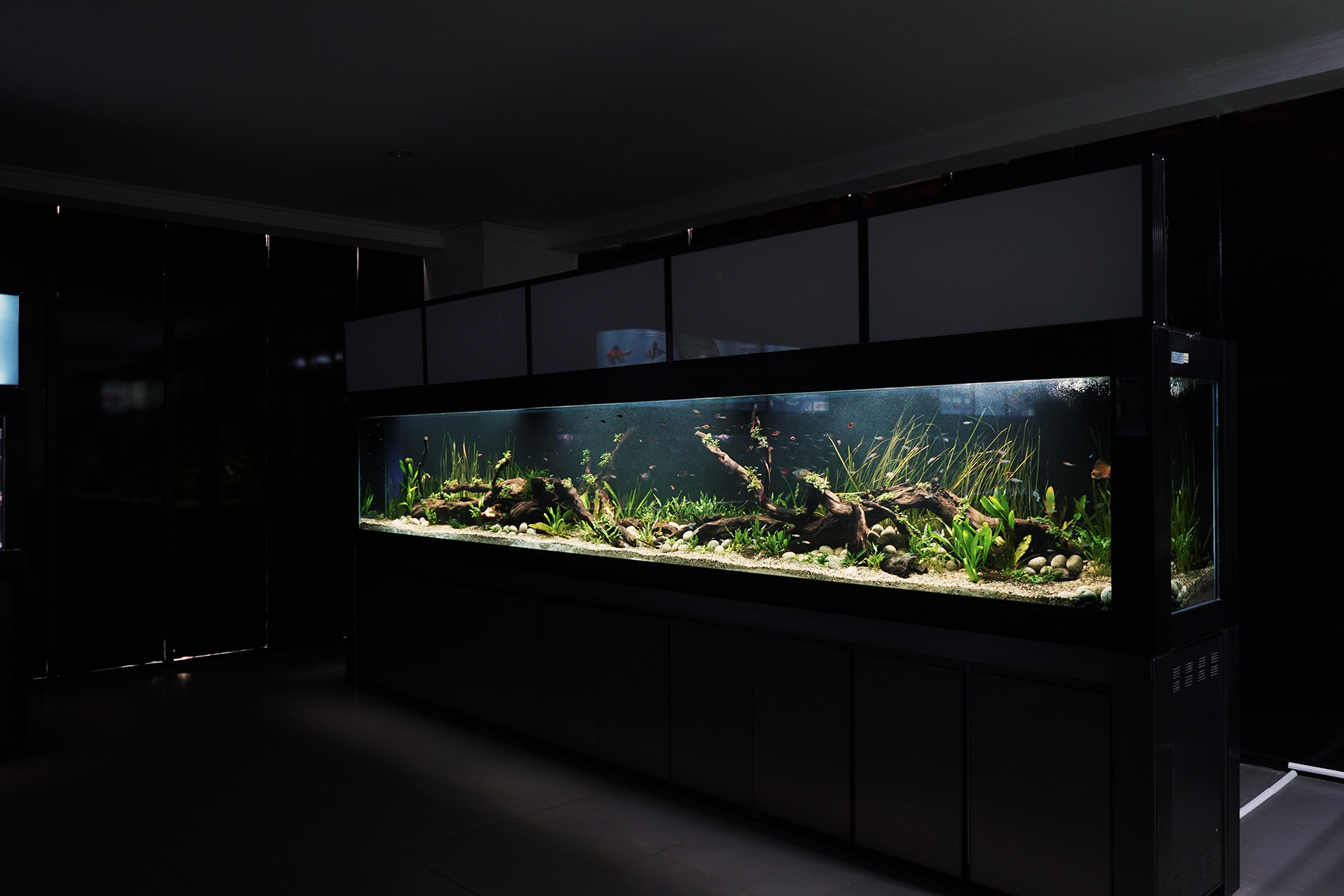 aquascape