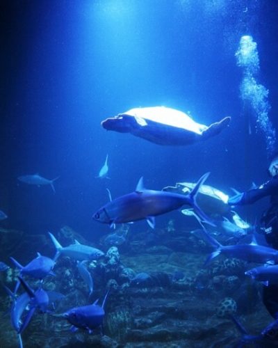 aquarium-utama