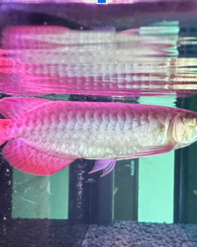 arwana