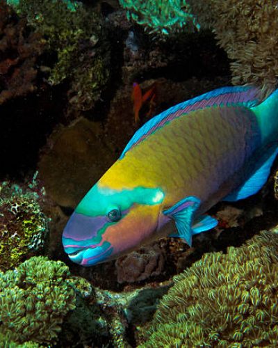 Rusty parrotfish (Scarus ferrugineus) in reef